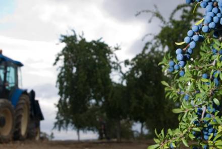 Recolección pacharan