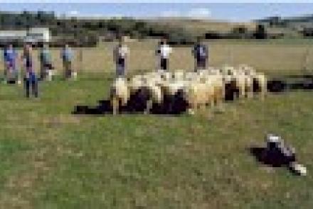 INTIA participa en la primera reunión del proyecto europeo PIRINNOVI para mejorar la viabilidad de la ganadería ovina transpirenaica