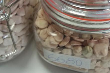 SemillasHorticolasLocales