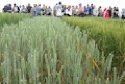 INTIA presenta la Guía Integrada de Plagas de Cereales de Invierno en el 13º Symposium de Sanidad Vegetal