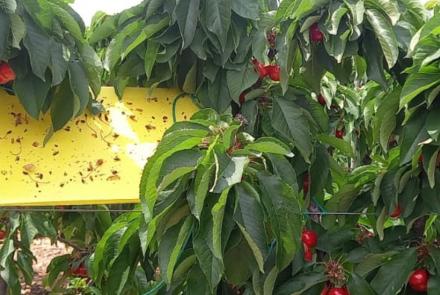 trampas plagas INTIA