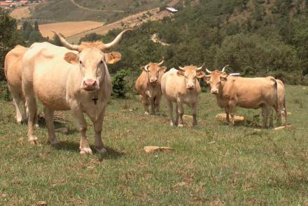 Lanzamiento de la red europea BovINE