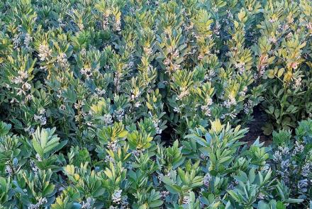 jornada de leguminosas cátedra UPNA-INTIA