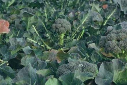 Brócoli INTIA