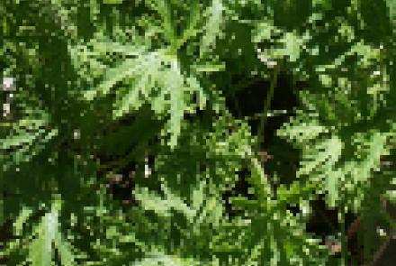 La fitoterapia veterinaria, como apoyo a las soluciones terapeúticas en un entorno cambiante