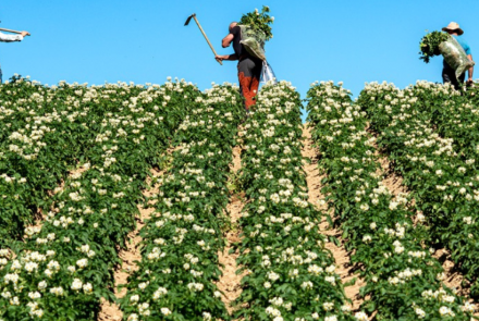 depuración patata siembra