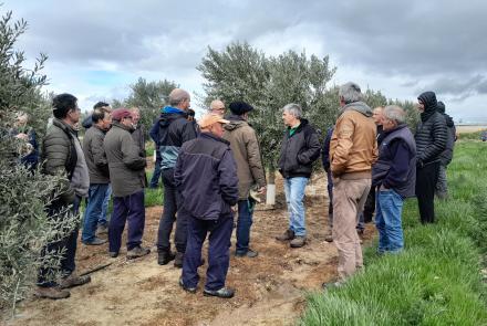 formacion poda de olivo INTIA