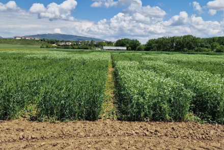 Campo de mezcla de cultivos dentro del proyecto IntercropVALUES