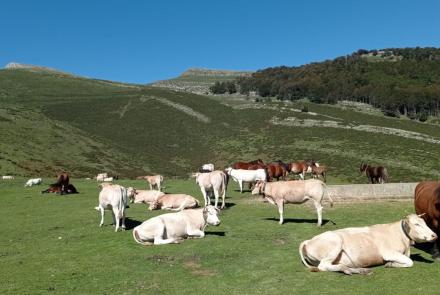 jornada vacuno en extensivo