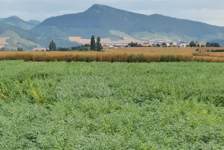 leguminosas garbanzo INTIA