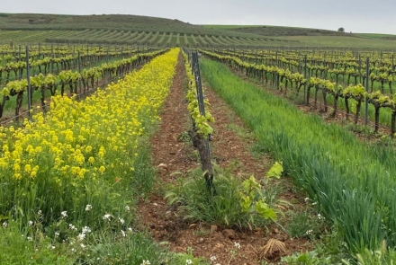 liviñg soil VIÑEDO