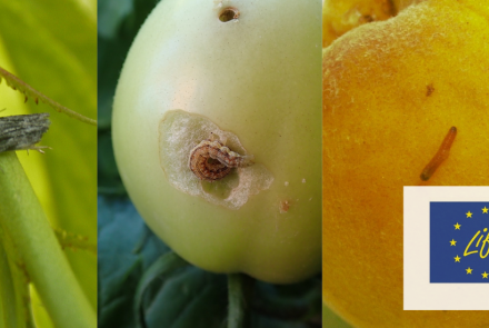 Plagas CULTIVOS navarra INTIA