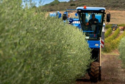 recogida aceituna navarra