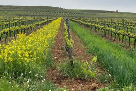 liviñg soil VIÑEDO