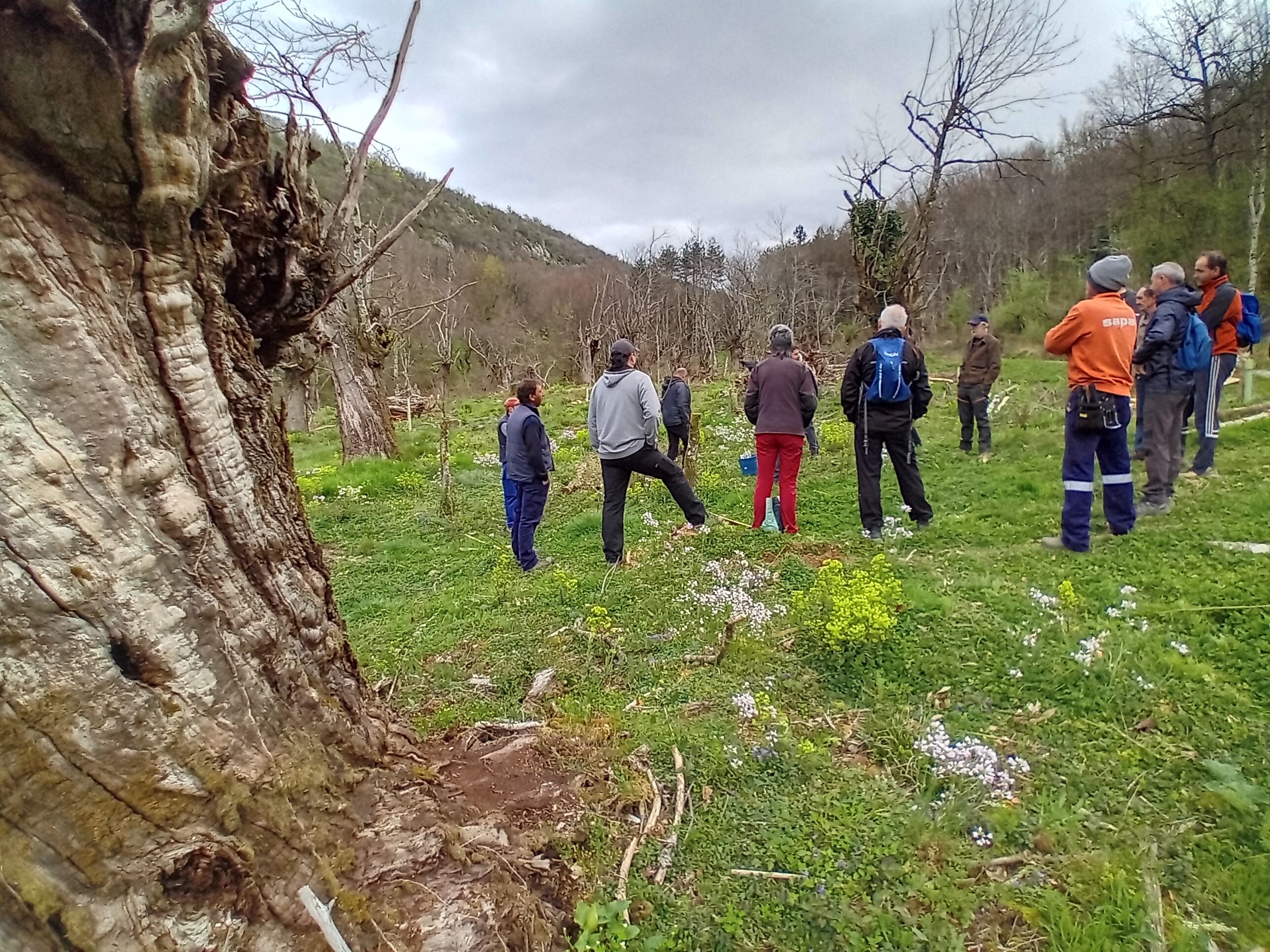 castaño en larraul