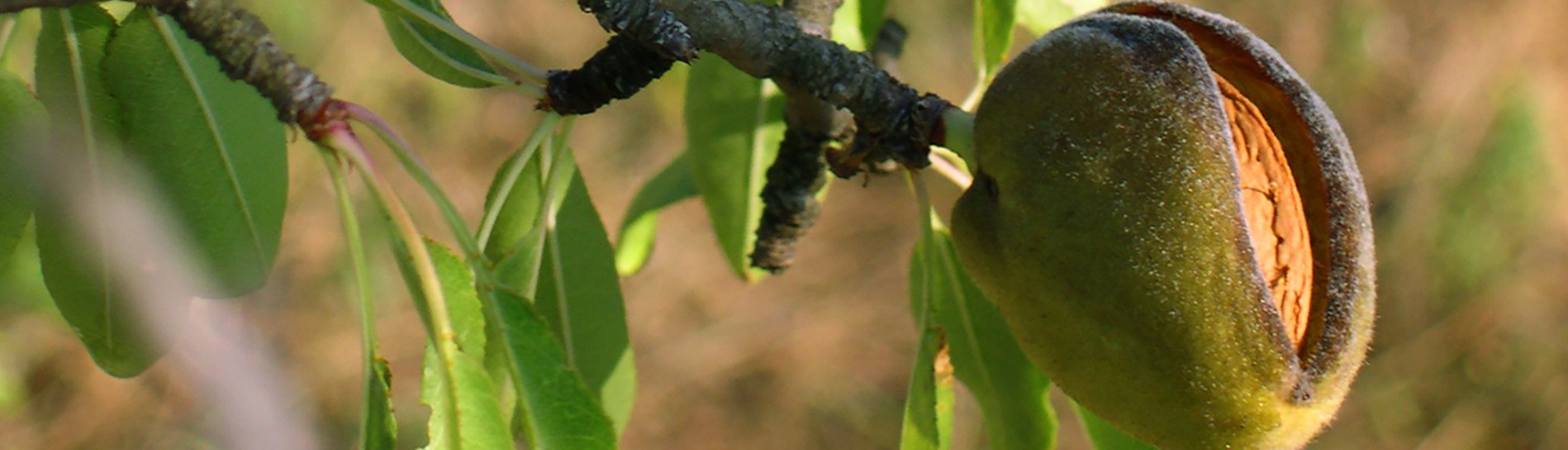 AlmendroFrutoEnArbol