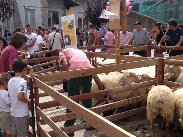 ArtzaiEguna2015OvejaLatxaCaraRubiaModIMG 1847