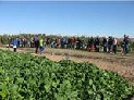 Control biológico de plagas y uso de productos naturales contra enfermedades en una jornada sobre hortícolas de invierno organizada por INTIA en Sartaguda