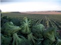XXII Jornadas de exaltación de la verdura: Conferencia agroalimentaria de INTIA sobre principales cultivos en la horticultura navarra, importancia y evolución