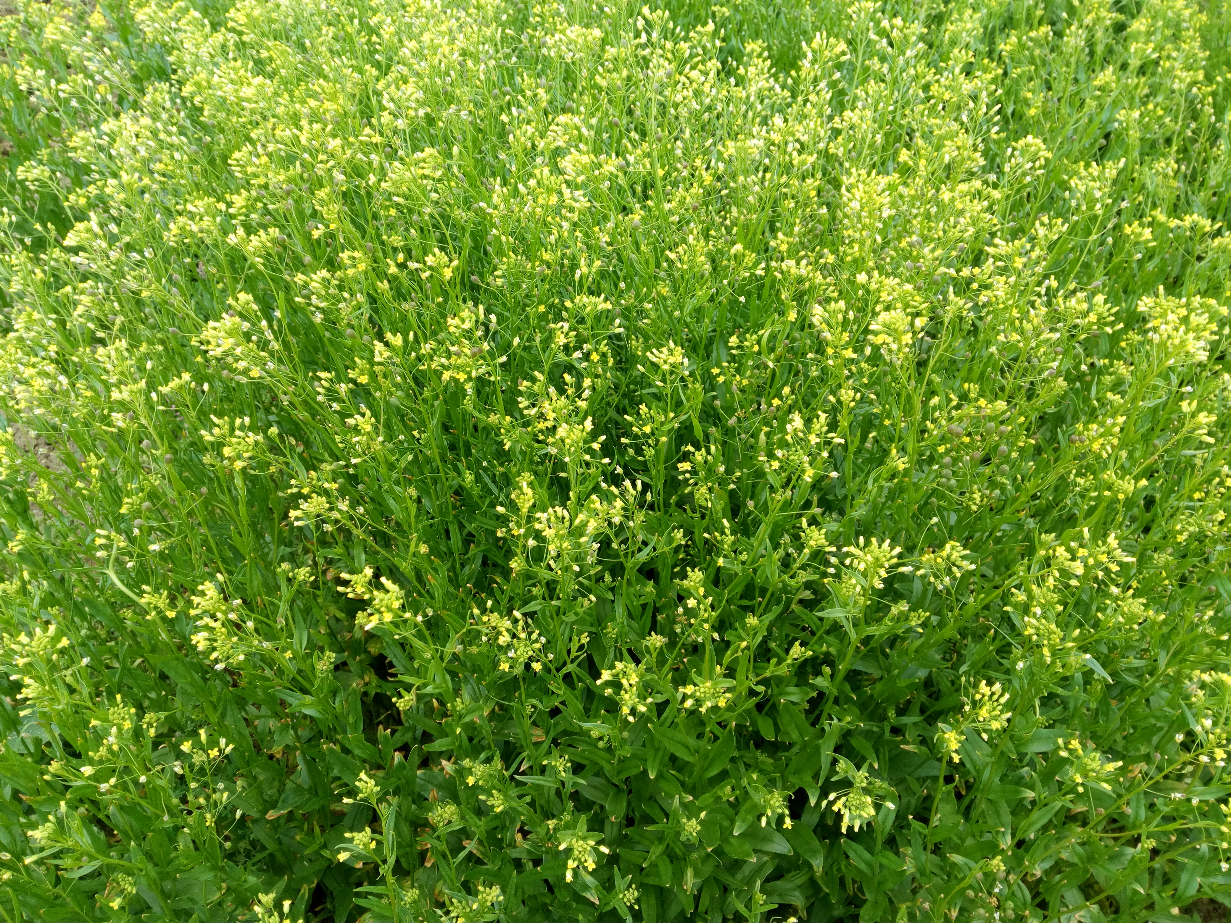 CamelinaPanacea