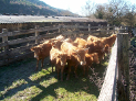 INTIA organiza una jornada de cata de carne de Betizu