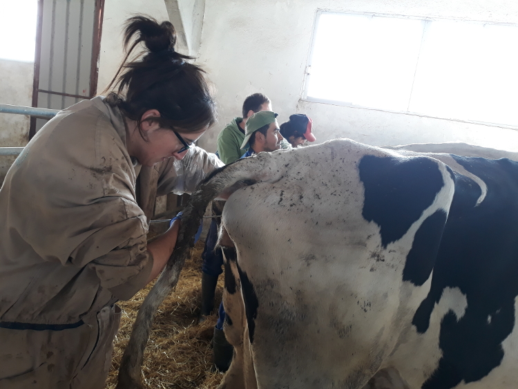 CursoInseminacionArtificial2018 20181128 123621 Red