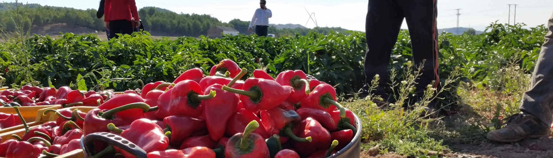 Pimiento del Piquillo de Lodosa INTIA