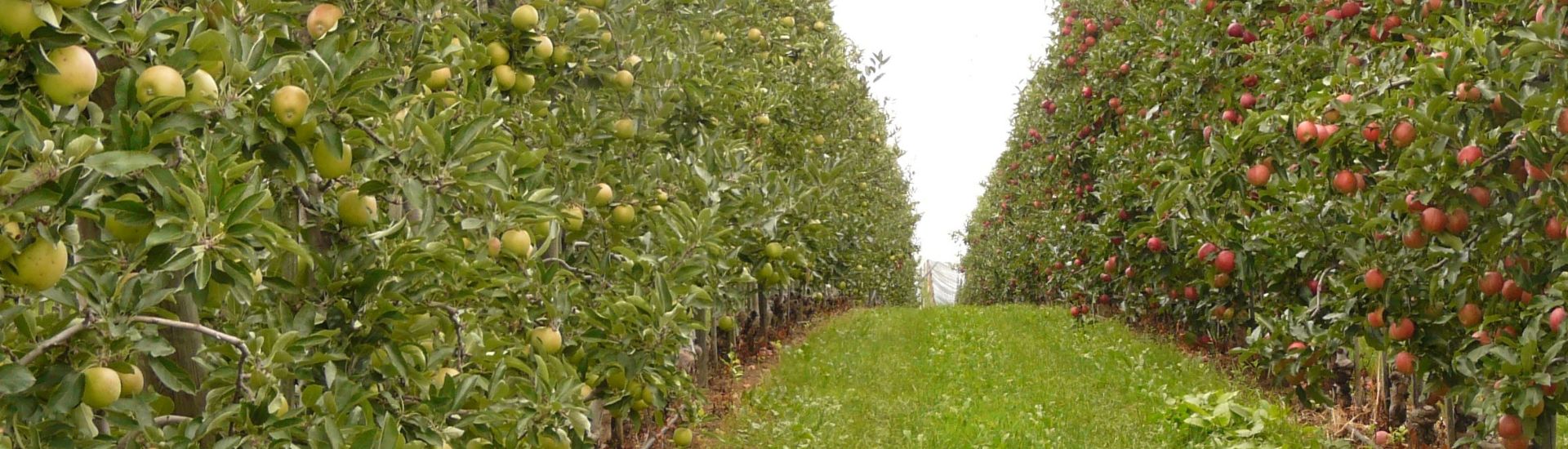 manzana ecológica