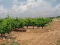 INTIA continúa organizando jornadas de formación vitivinícola