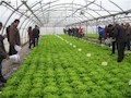 Medio centenar de asistentes en la Jornada INTIA sobre cultivos de invierno en invernadero