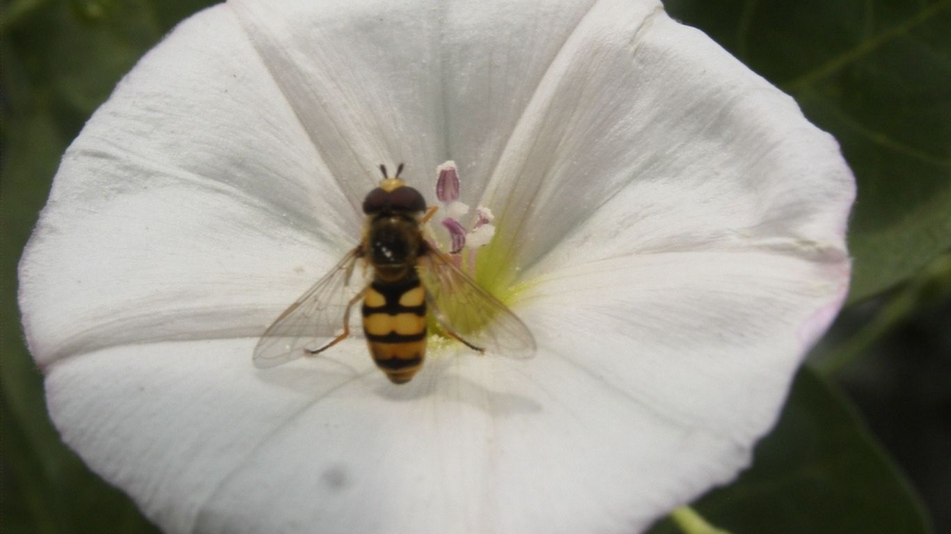 fauna auxiliar
