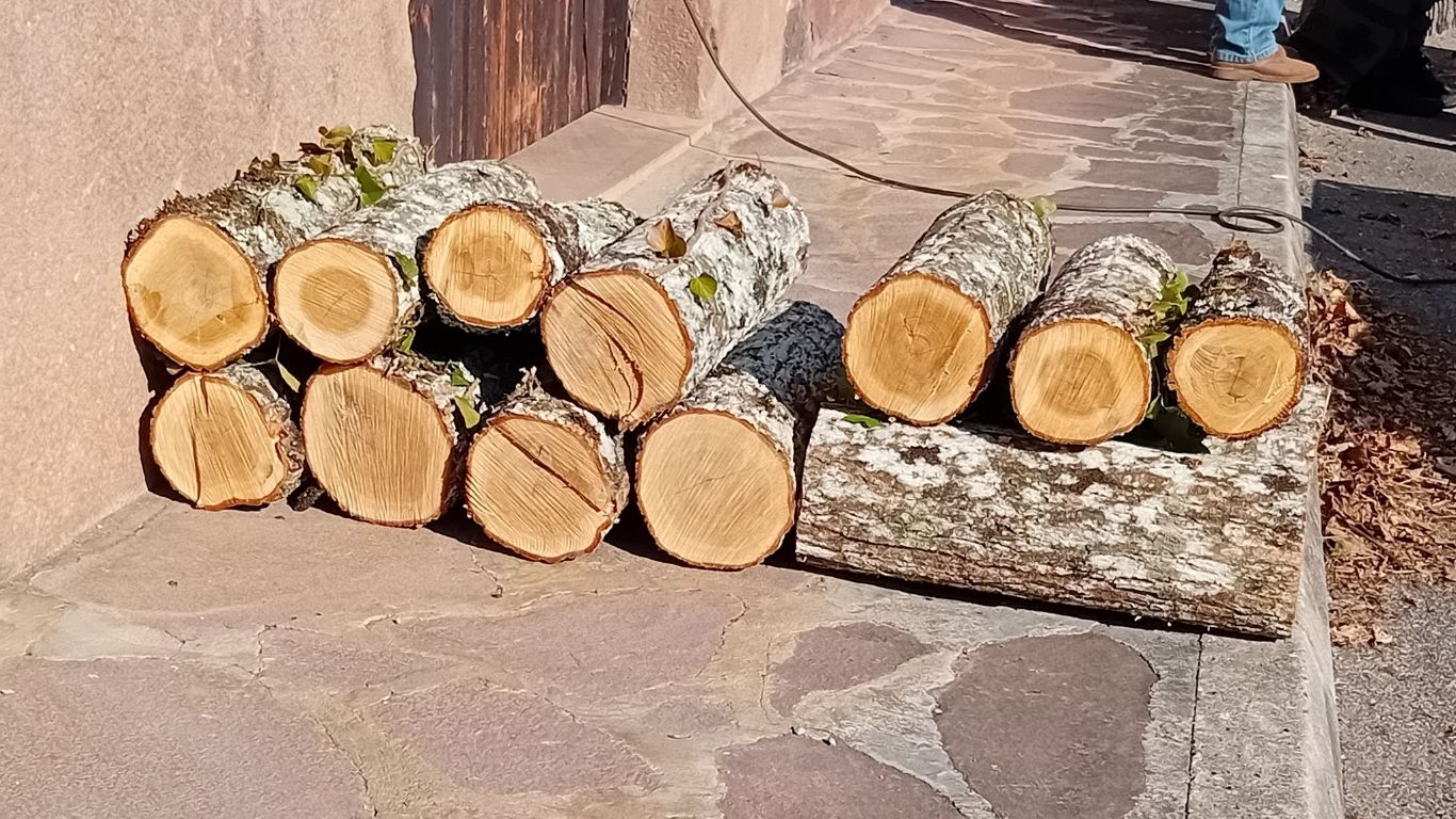 taller shiitake