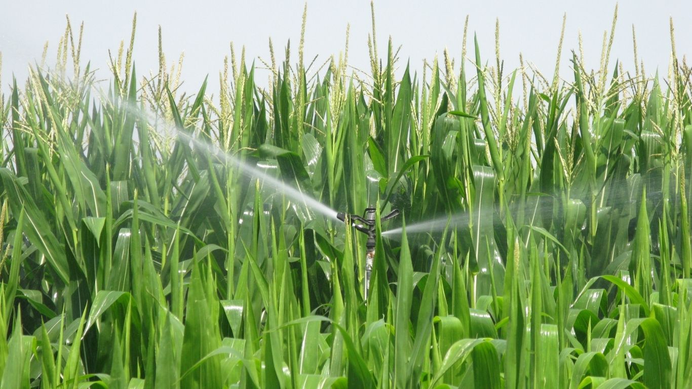 riego por aspersión