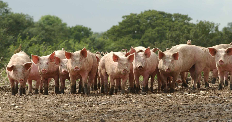 Jornada Bienestar Animal Porcino