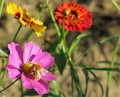 INTIA participó en Segovia en el III Congreso de Horticultura al Aire Libre