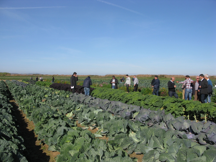 Jornada Cadreita Horticolas Invierno Col