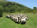 Visita de ganaderos catalanes a la finca experimental que INTIA tiene en Roncesvalles