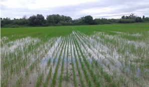 ParcelaSembradaEnterradaArroz20150616 123420Red