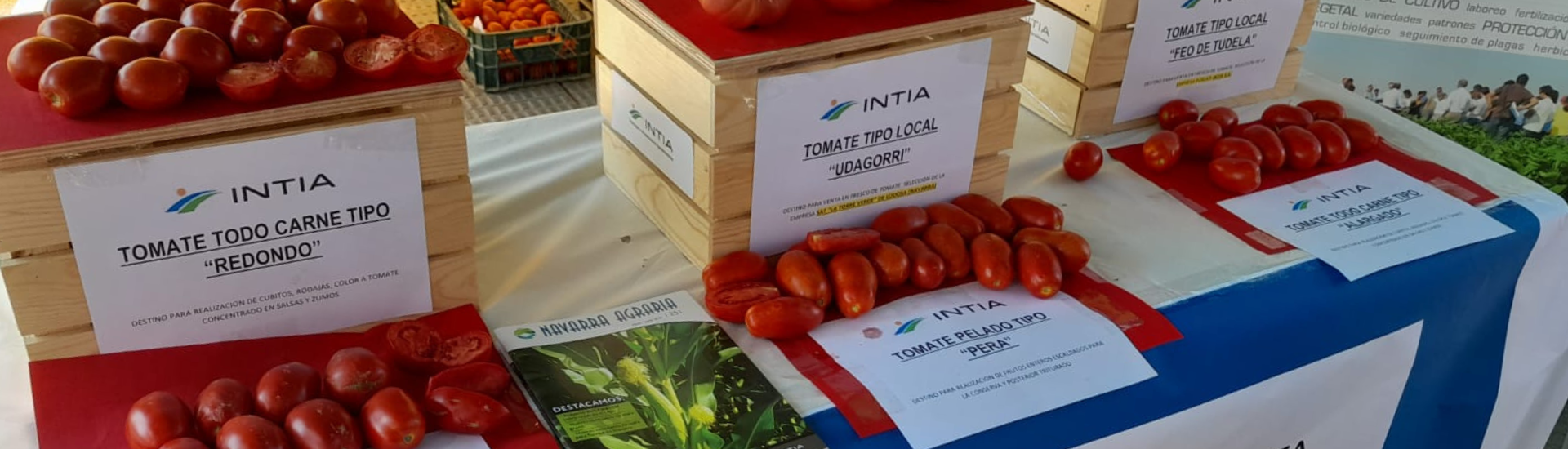 INTIA tomate
