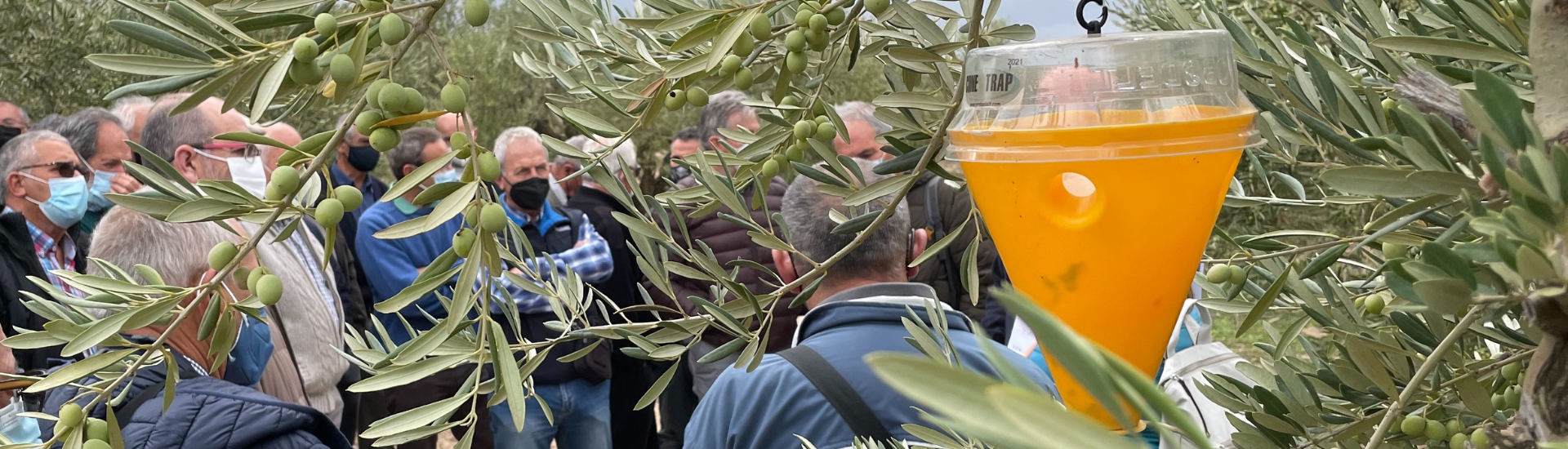 mosca del olivo