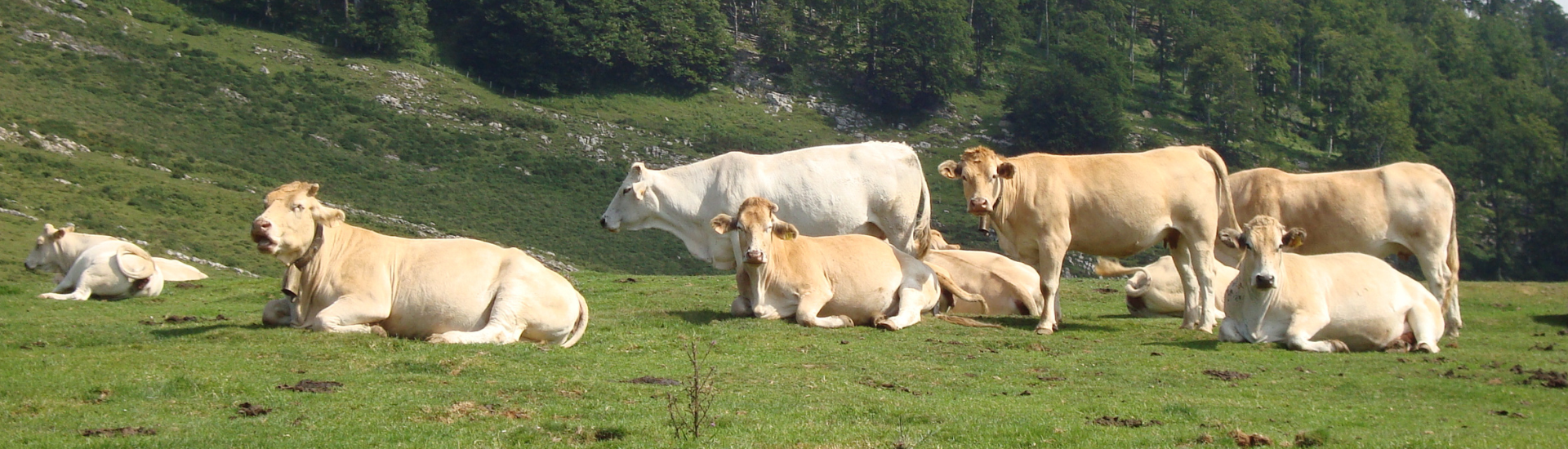 bovine INTIA