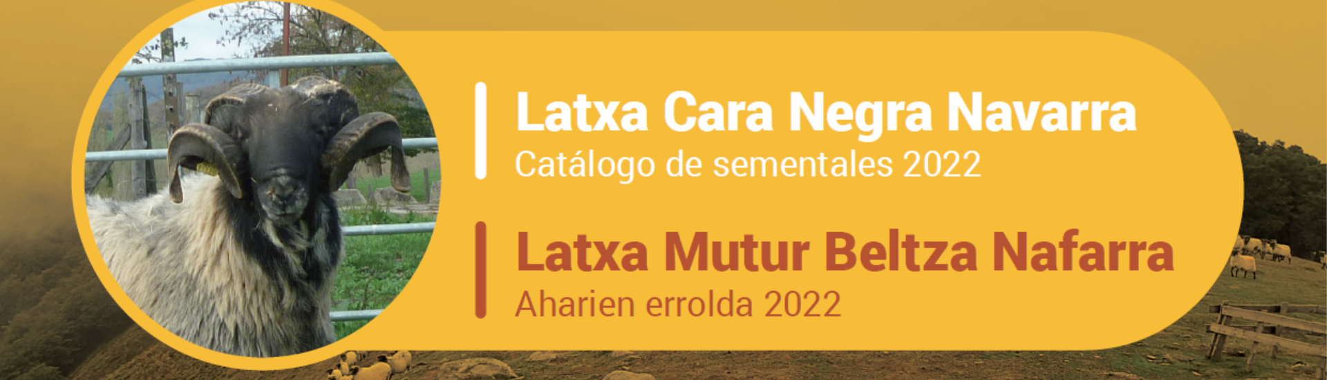 catalogo sementales latxa cara negra 2022