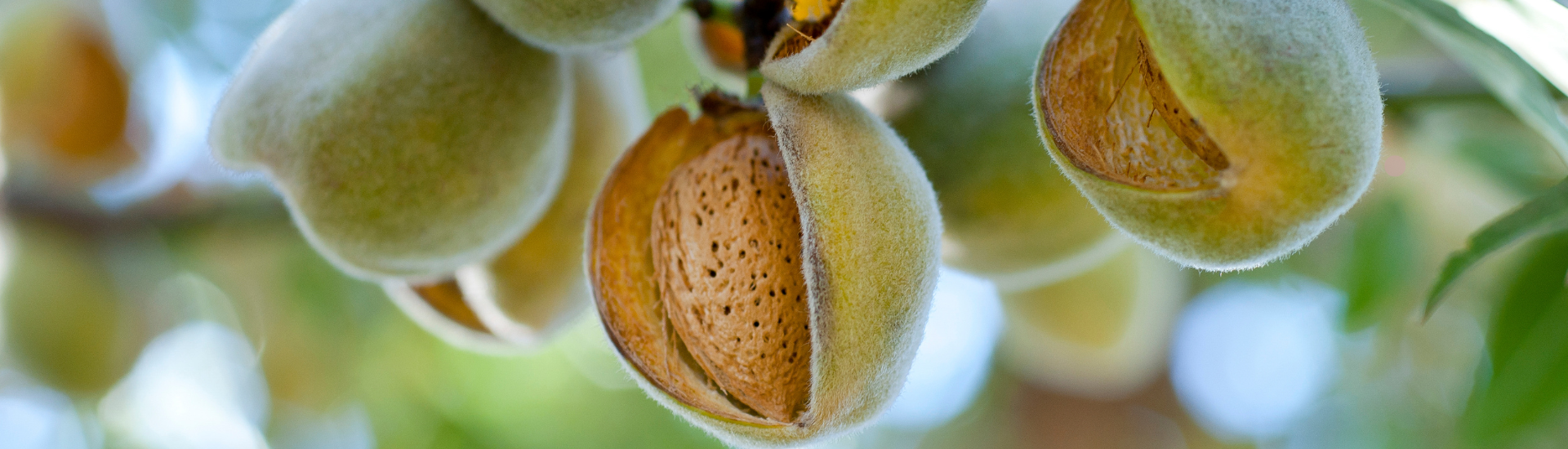 almendro INTIA