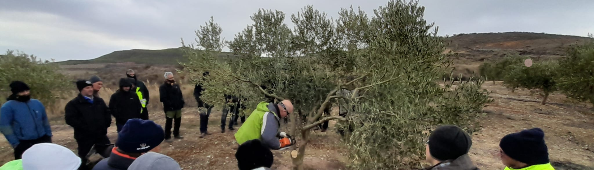 olivos navarra
