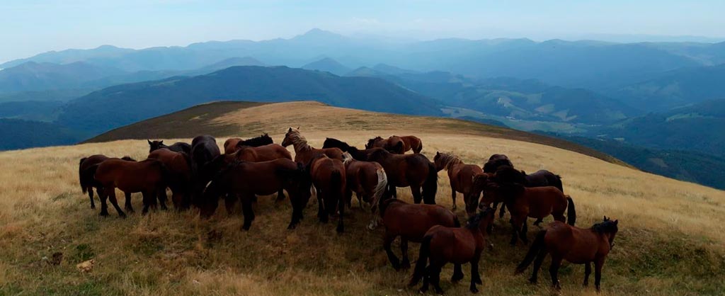Caballos