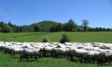Un grupo de 45 jóvenes franceses visitan la finca de INTIA ubicada en Orreaga/Roncesvalles