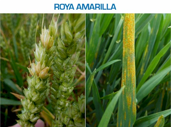RoyaAmarillaRed