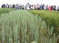 INTIA presenta la Guía Integrada de Plagas de Cereales de Invierno en el 13º Symposium de Sanidad Vegetal