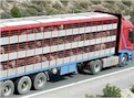 Jornada sobre bienestar animal en el transporte: cuarenta transportistas de ganado reciben formación en INTIA