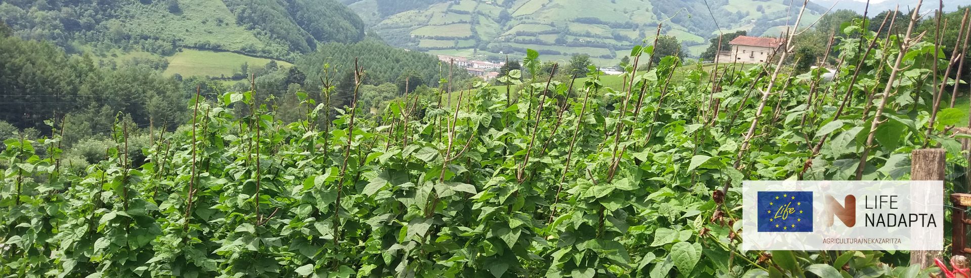 Variedades antiguas